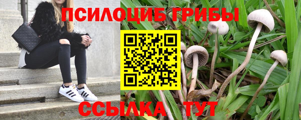 Псилоцибиновые грибы прущие грибы Алексеевка